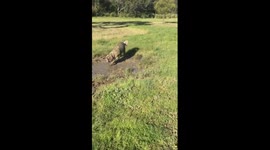 St Bernard mud bath!!
