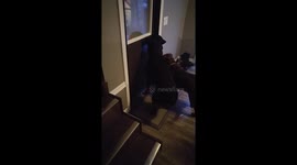 When the dogs get too smart