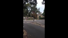 Kangaroo spotted walking the streets of Heidelberg, Australia