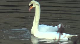 Brutal Battle of the Big Birds: Lovers and the Lonesome.
