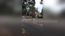 Newsflare Edit - Kangaroo bouncing down the street in Heidelberg. #australia https://t.co/yfmL767pQF