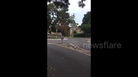 Newsflare Edit - Kangaroo spotted walking the streets of Heidelberg, Australia