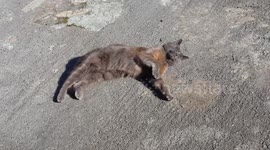 Cat takes advantage of the sunshine