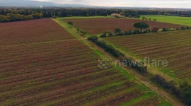 Aerial shot, huge vineyards with the autumn colors after the grape harvest in Tuscany, Italy, shot with drone, 4K