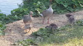 Baby Geese