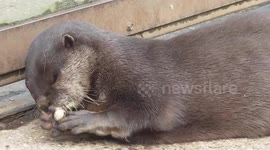Otter plays with stone like a cat plays with a toy