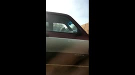 Dog honks car horn while owner is shopping