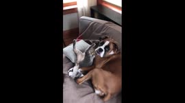 Boxer loves her kitten