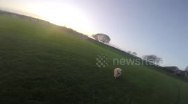 Fluffy dog chases drone around park
