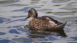 Female Mallard Duck bobbing for food HD