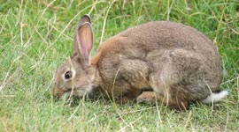 Wild Rabbit Eating HD