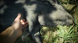 Pig rolls over to ask for belly rubs