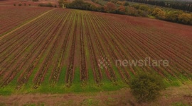 Aerial shot, huge vineyards with the autumn colors after the grape harvest in Tuscany, Italy, shot with drone, 4K