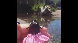 Cockroach wearing a dress