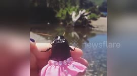 Newsflare Edit - Cockroach wearing a dress