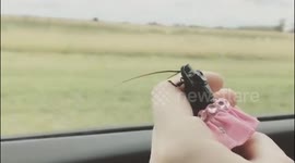 Just a pet cockroach in a tutu...