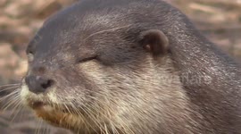 Otter attempts world record for blinking