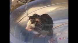 Rat likes taking shower