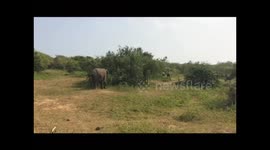 Angry Elephant Uses Her Butt Against a Safari Truck