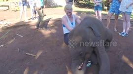 Extremely playful baby elephant