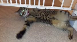 Pretty cat with Leopard belly spots