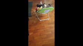 When the cat is too chill