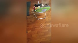 Newsflare Edit - When the cat is too chill