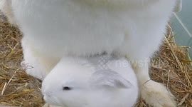 Too cute: lop eared rabbit and her litters