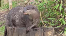 Just an otter trying to hide a stone