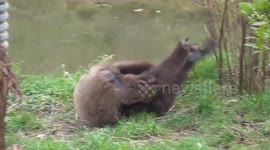 Crazy gibbon rolling around