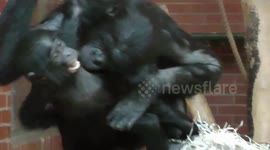 Bonobo mum tickles the baby