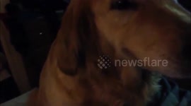 Guilty dog Mini my Golden Retriever ate my sandwich again