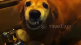 Guilty dog 'smiles' when caught stealing sandwich