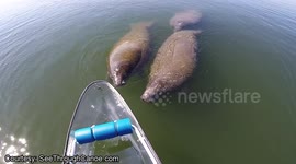 Manatees and a see-through canoe
