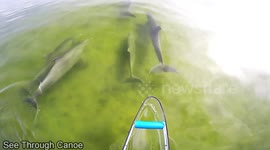 Curious dolphins interact with transparent canoe