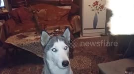 Dont try to trick husky with a pizza