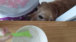 Dog watching owner eating