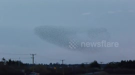 Bewitching starling murmuration in the UK