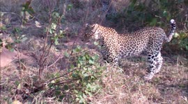 2 Leopards Attack giant Python ! Kruger National Park.