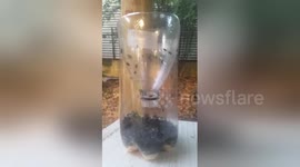 Newsflare Edit - Man creates home-made fly trap and it works really efficiently