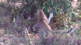 Leopards attack giant python in Kruger National Park