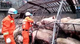 Dozens of pigs get stuck in the lorry after it flips over