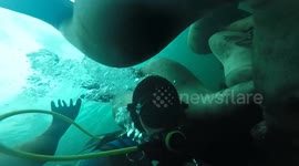 Diving with very playful sea lions