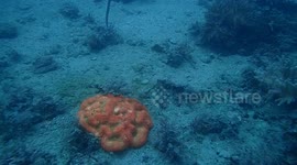 Diving on Mackays beautiful islands