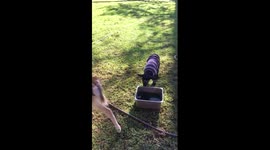 Cheeky Lamb meets Deer