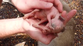 Couple save baby kangaroo from dead mother's pouch