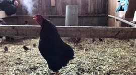 This rooster in slow-mo is genuinely horrifying
