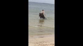 Rescue horse playing in water