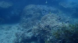 Diving an ancient Bommy.