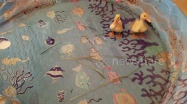 Ducklings Devour Delights